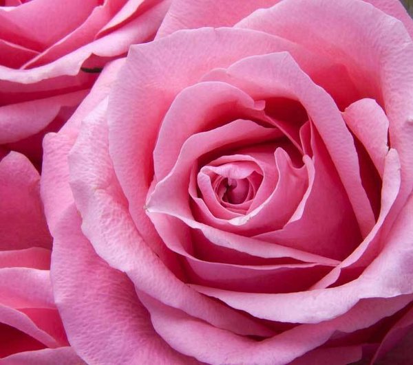 Roll on  parfume oriental rose - alkohol free 10ml
